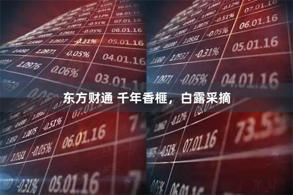 东方财通 千年香榧，白露采摘